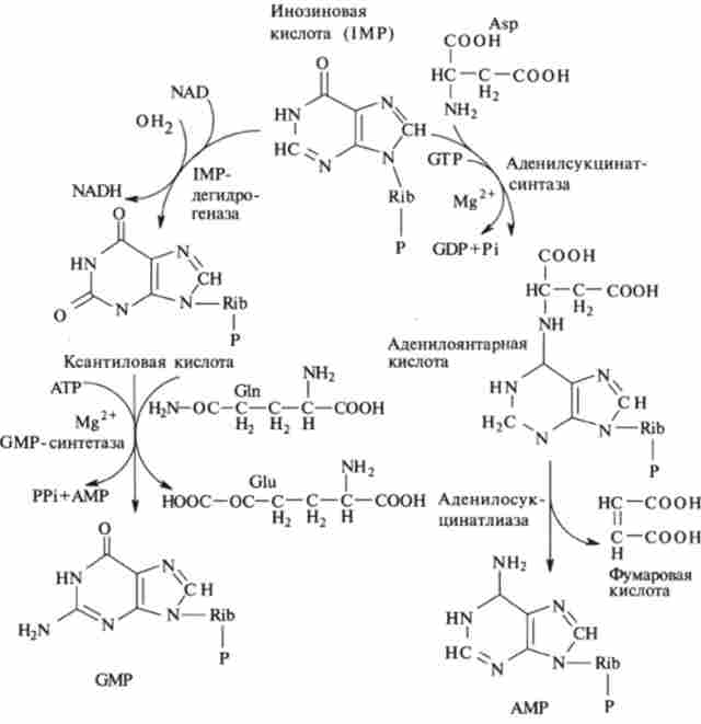 Біосинтез пуринових рибонуклеотидов з инозиновой кислоти