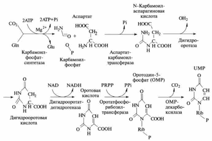 Біосинтез піримідинових рибонуклеотидов з глутаміну (Gin)