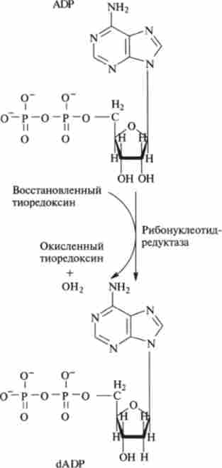 Біосинтез дезоксірібонуклеотідов - дезоксіаденозілдіфосфата dADP з рибонуклеотиду аденозілдіфосфата ADP