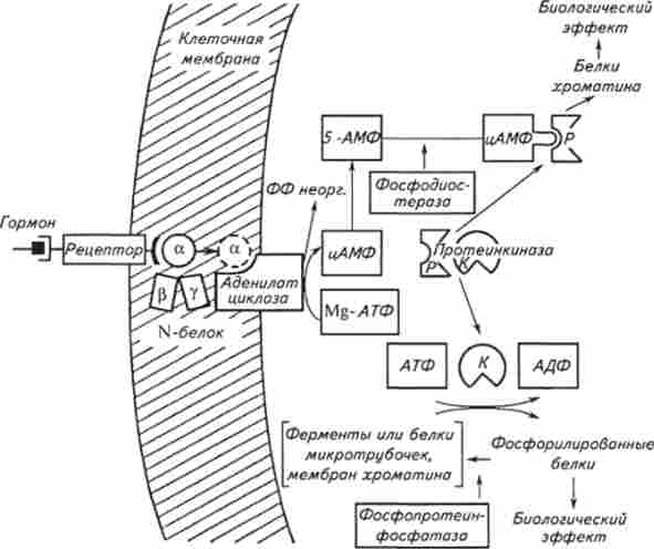 Схема механізму дії гормонів у тварин за участю цАМФ
