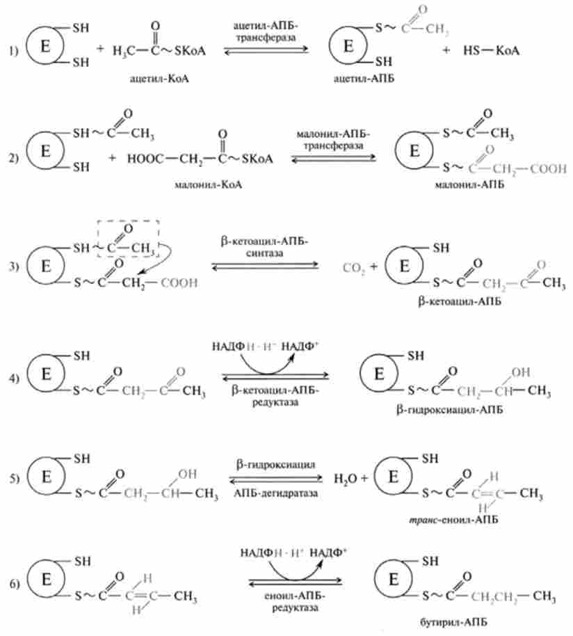 Послідовність реакцій синтезу бутіріл-АПБ
