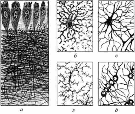 Клітини нейроглії (по A. W. Ham, D. Н. Cormack)