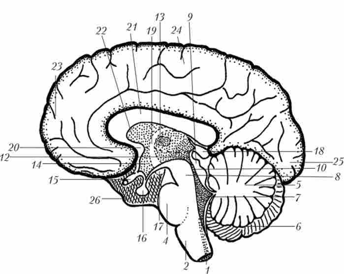 Медіальний (серединний) розріз через головний мозок