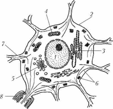 Внутрішня будова нейрона