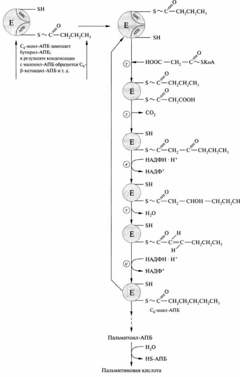 Схема біосинтезу пальмітинової кислоти єднання до ацил-КоА двухуглеродний фрагментів, донором яких є Малоні-КоА, а відновлює агентом - НАДФН