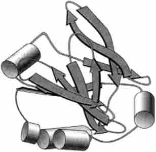 Третинна структура лактоглобуліну - типового а / р-білка (по PDB-200I) (Brownlow, S., Marais Cabral, JH, Cooper, R., Flower, DR, Yewdall, SJ, Polikarpov, I., North, AC, Sawyer , L