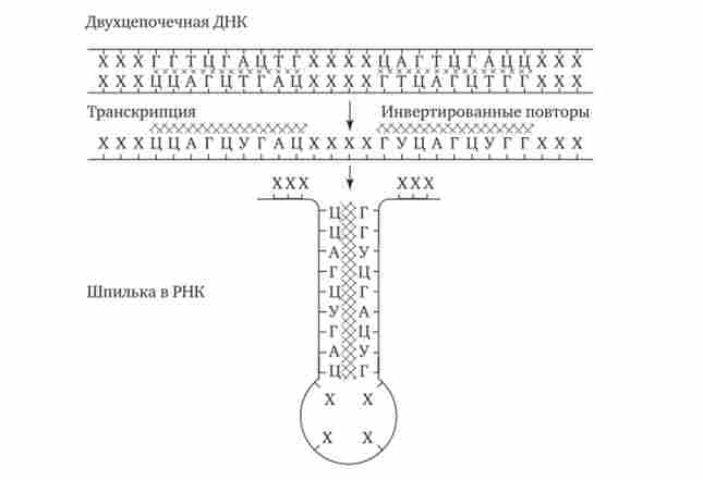 Освіта шпильки ділянкою РНК при термінації транскрипції у прокаріот