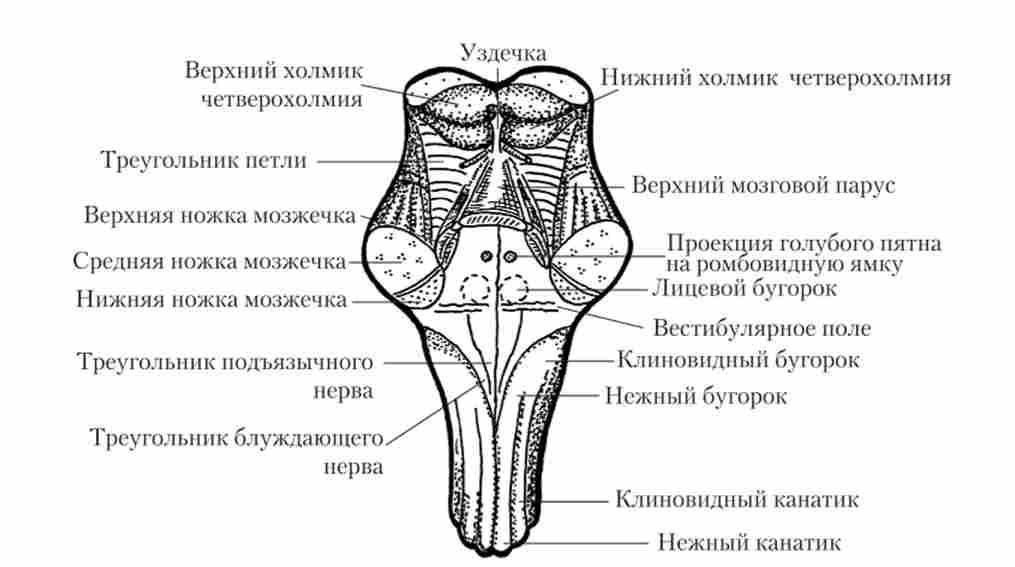 Дорсальная поверхня стовбура мозку