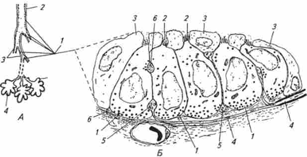 Схема розташування нейроепітеліальних тілець (А) в повітроносних шляхах і будови нейроепітеліальние тільця (Б)