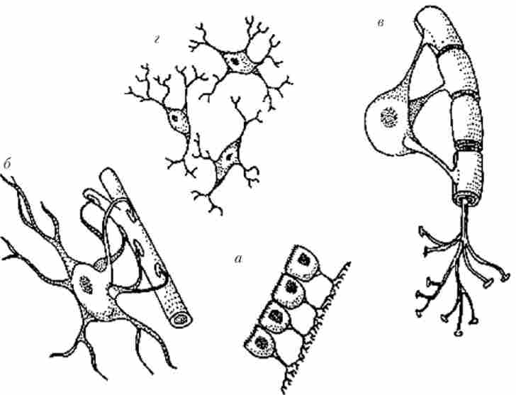 Типи гліальних (нейрогліальних) клітин