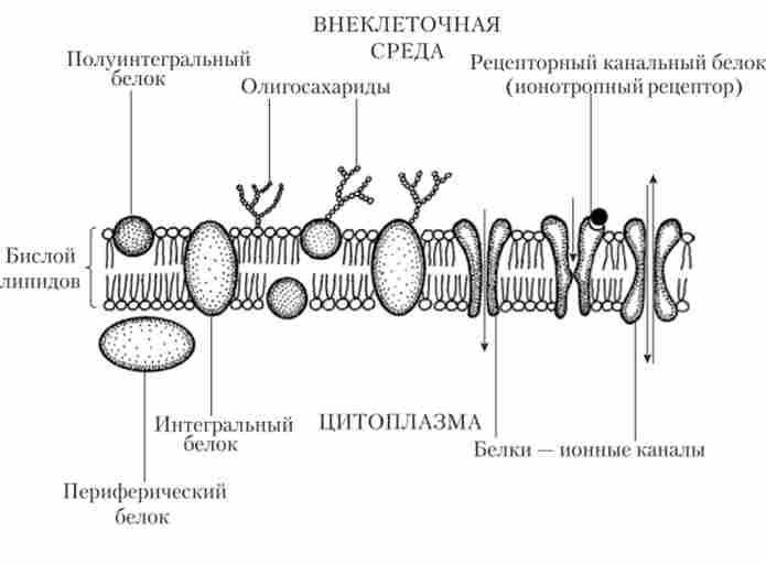 цитоплазматична мембрана