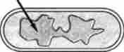 Електронна м і крофотографія клітини Е. colt стрілкою показано розташування нуклсоіда, в якому міститься хромосома