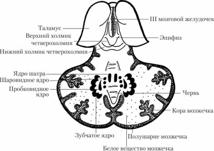 Мозочок (горизонтальний розріз), дах середнього мозку і верхня частина проміжного мозку лярной часткою