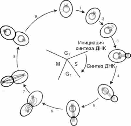 Співвідношення стадій брунькування і клітинного циклу у дріжджів Saccharomyces cerevisiae