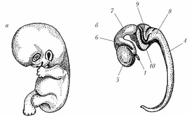 Ембріон людини (а) і його головний мозок (б) на стадії п'яти мозкових міхурів