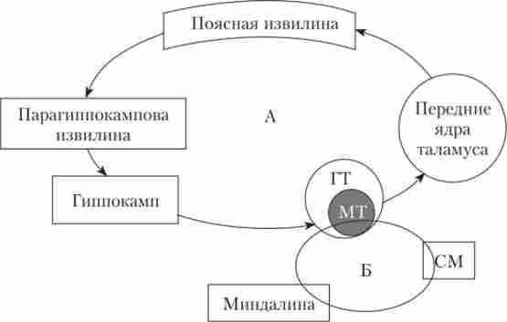 Схема основних внутрішніх зв'язків лімбічної системи