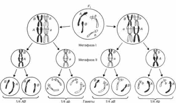 Схема, що ілюструє паралелізм в поведінці хромосом і чинників Менделя