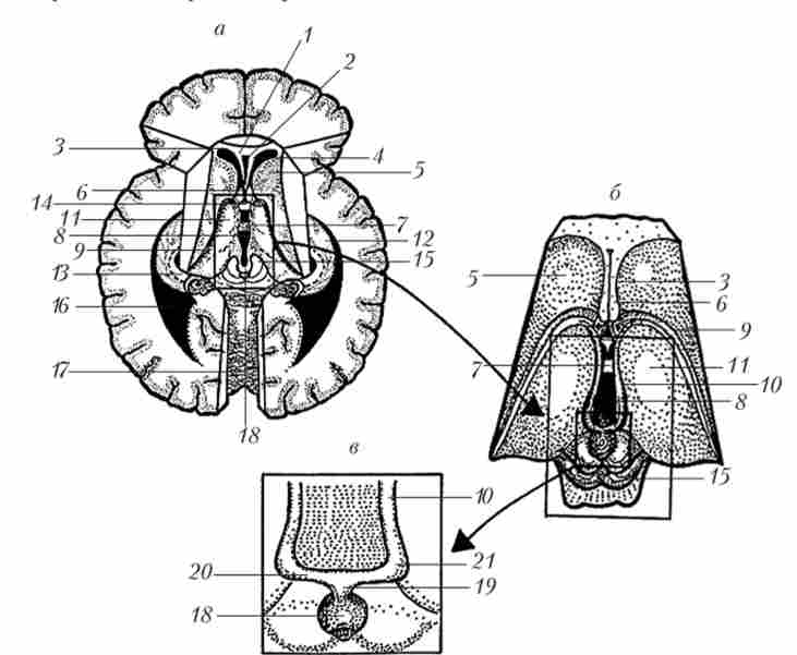 Проміжний мозок. Горизонтальний розріз через великі півкулі на рівні коліна мозолистого тіла (а). Таламус і епіталамус, вид зверху (б). Епіталамус, вид зверху (в)