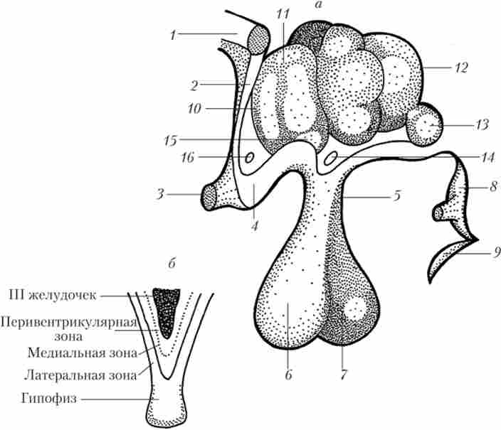 Гіпоталамус. Основні структури гіпоталамуса і приблизне розташування його ядер (а). Фронтальний розріз через гіпоталамус (б)