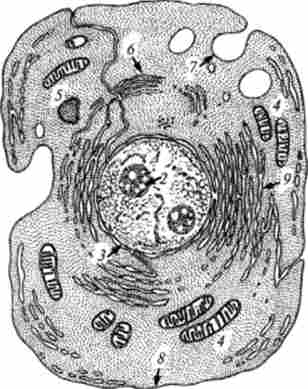 еукаріотична клітина