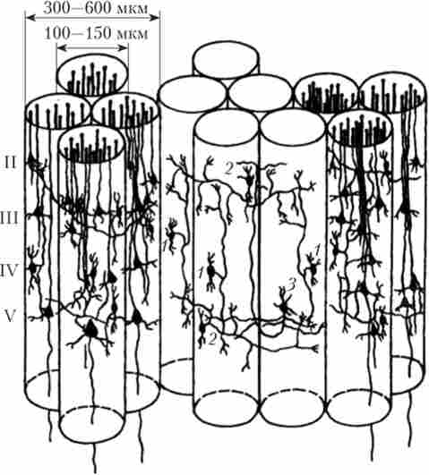 Схема взаємовідносин колонок і функціональних модулів в корі приматів, заснована на внутрікорковом гальмуванні