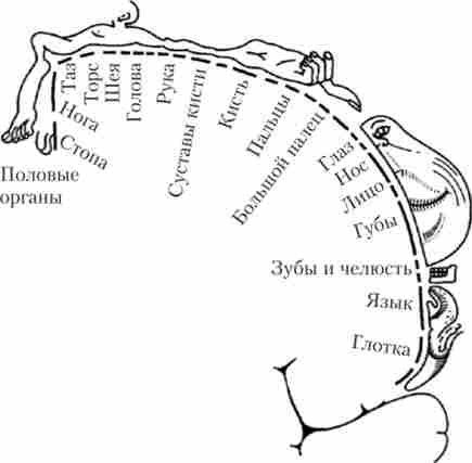 «Сенсорний гомункулюс» - проекції частин тіла в соматосенсорной корі в області постцентральной звивини