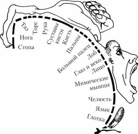 «Моторний гомункулюс» - представництво м'язів різних частин тіла в моторній корі в області прецентральной звивини