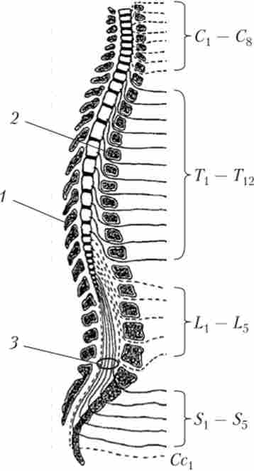 Схема розташування спинного мозку (розділений на сегменти)