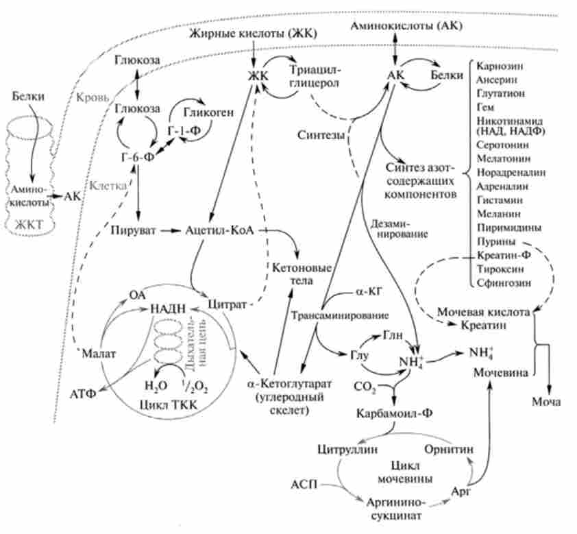 Загальна схема білкового обміну і його інтеграція з обміном вуглеводів і ліпідів