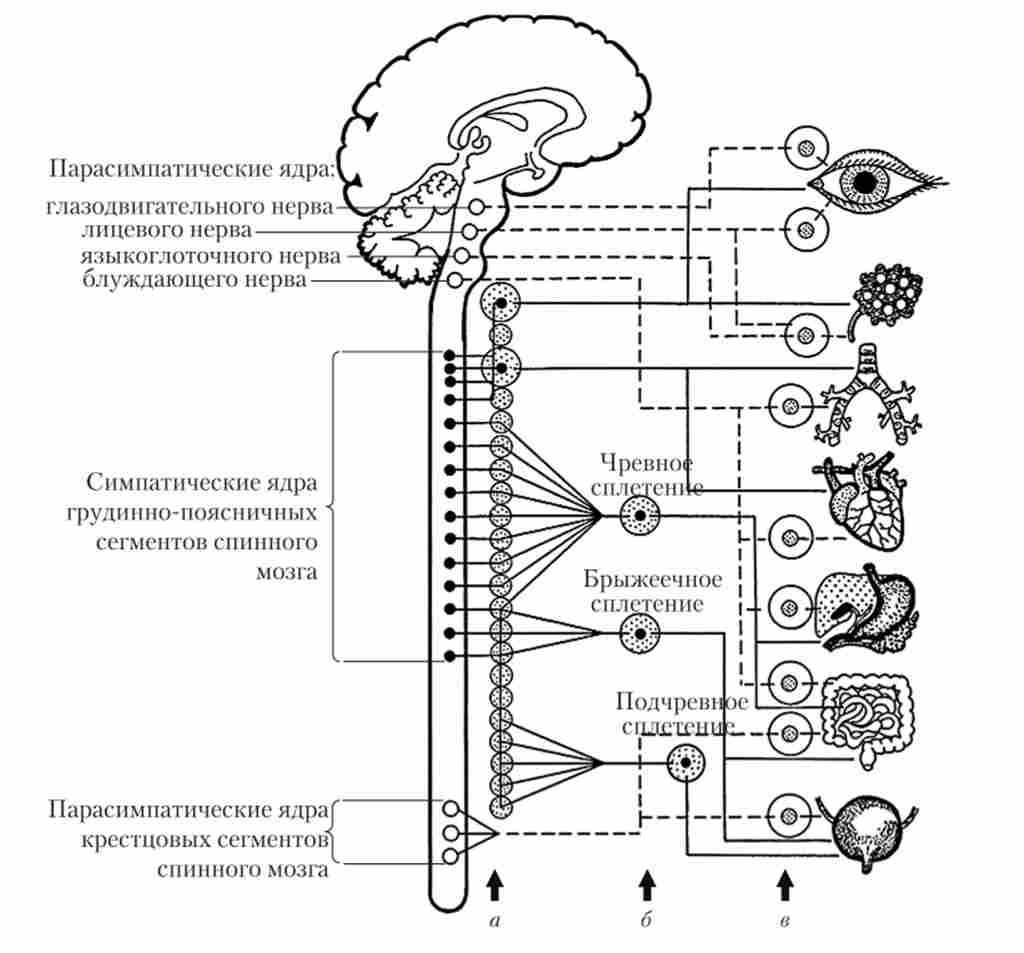 Автономна нервова система
