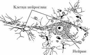 Нейрон і клітини нейроглії