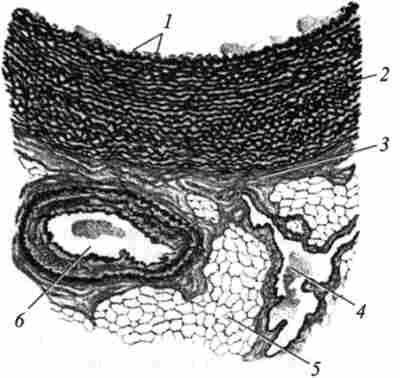 Будова артерії еластичного типу - аорти