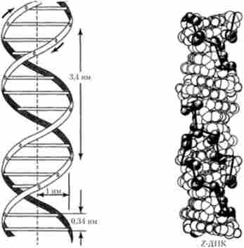 Модель вторинної структури ДНК Рис. 5.5. Просторові моделі Уотсона-Кріка Z-форми і 5-форми ДНК