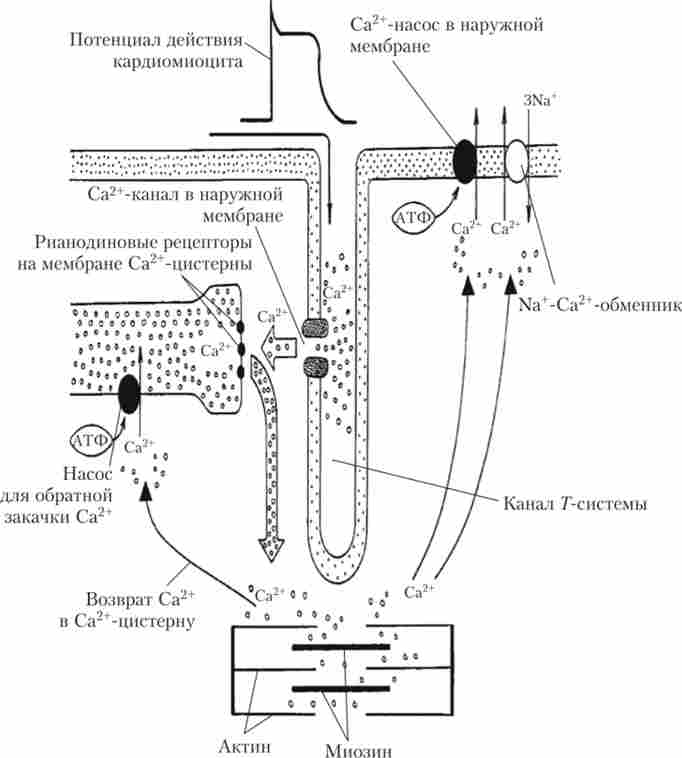 Схема механізму електромеханічного сполучення в клітинах серцевого м'яза