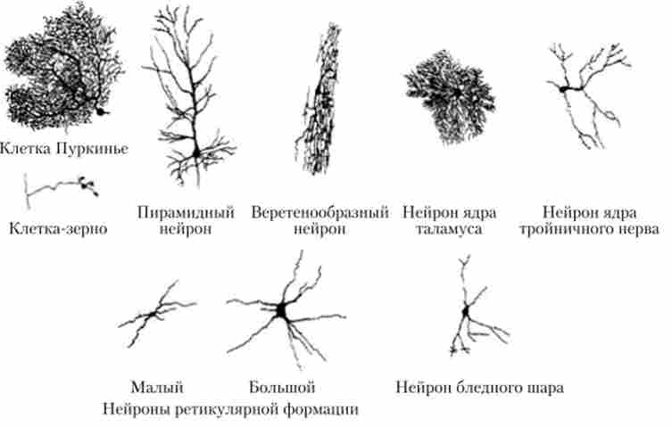 Різноманітність нейронів головного мозку
