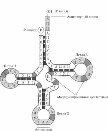 Структура феніл ал аніновой тРНК дріжджів