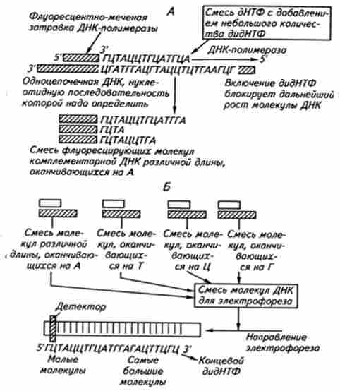 Схема ензиматичного методу секвенування нуклеїнових кислот, заснованого на ензиматичну введенні нуклеотиду, терминирующего ланцюг