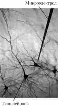 Мікроелектродние дослідження нейронів кори