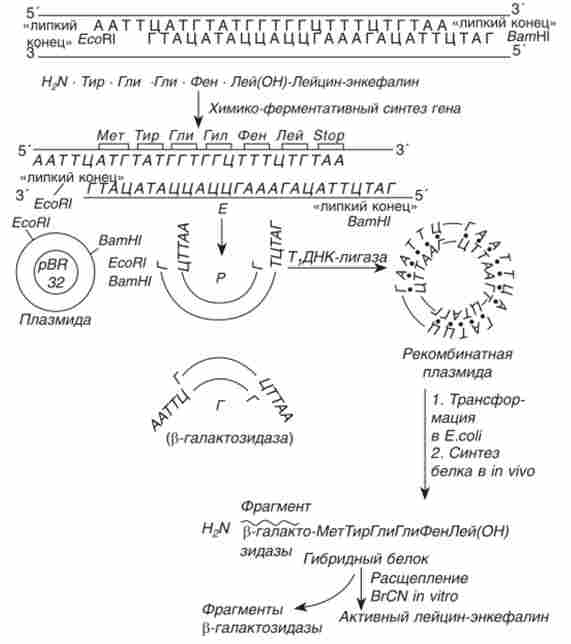 Схема синтезу гібридного і активного лейцин-енкефаліну