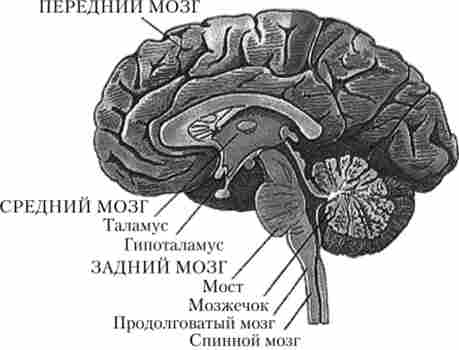 Відділи головного мозку