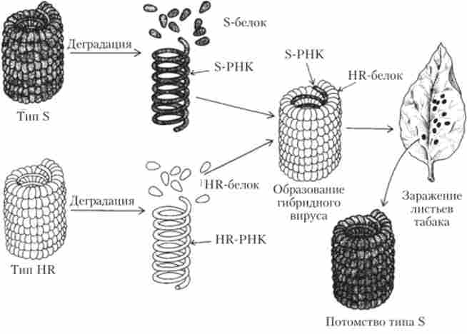 Поділ частинок вірусу тютюнової мозаїки на РНК і білкові субодиниці