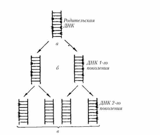 Ауторепродукции молекули ДНК, в якій полінуклеотіди позначені важким азотом (N)