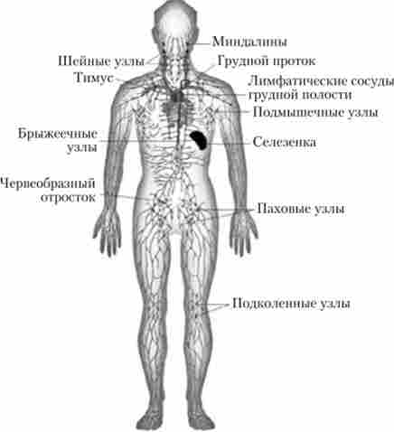 Лімфатичні судини і вузли тіла людини