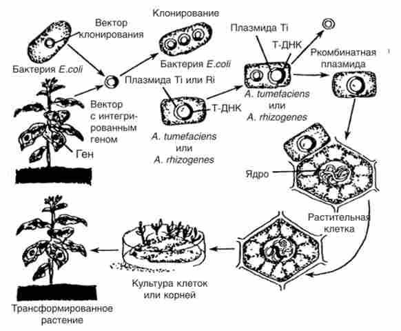 Генно-інженерні маніпуляції по введенню в клітини рослин чужорідних генів за допомогою бактерій