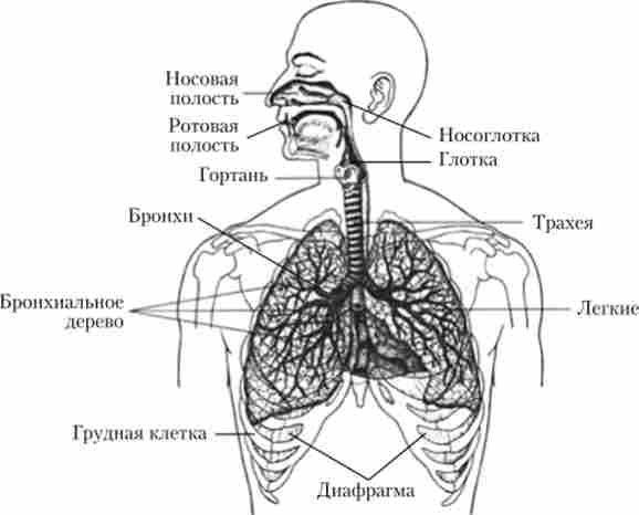 Будова органів дихання