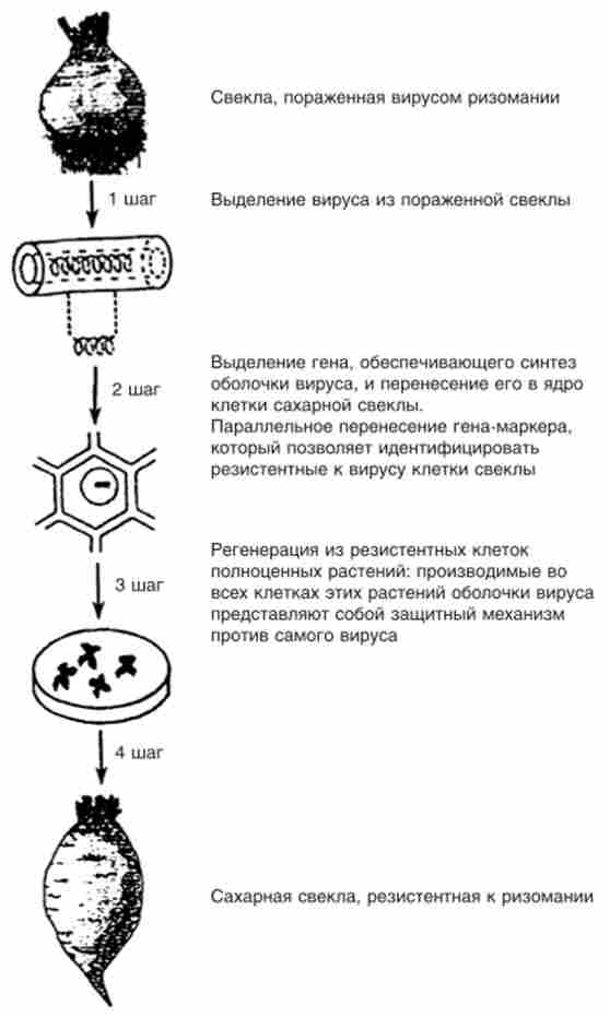 Схема створення резистентних до вірусу ризоманії рослин цукрових буряків