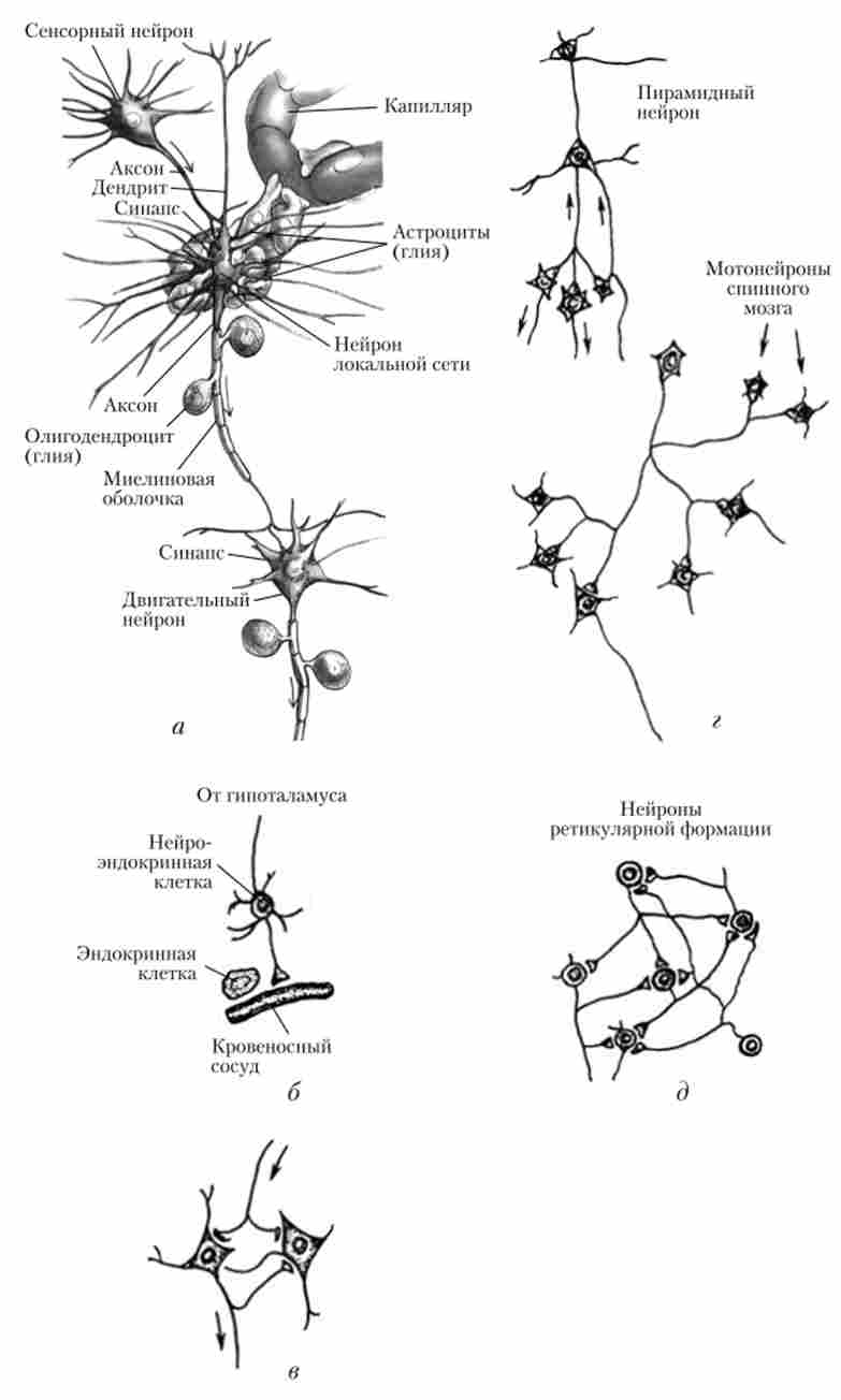 Типи нейронних мереж