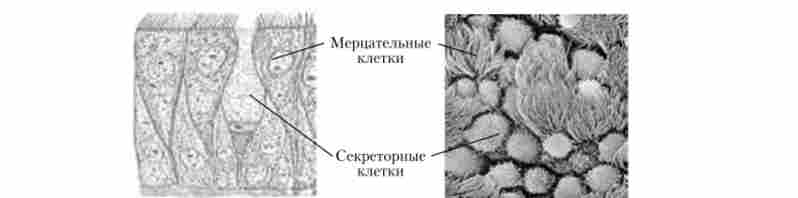 Епітелій бронхів (електронна скануюча мікроскопія)