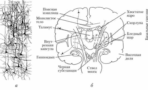 Мережі нейронів кори головного мозку людини (я); розподільна система за участю нейронів кори великих півкуль, базальних ядер, таламуса, чорної субстанції (б)